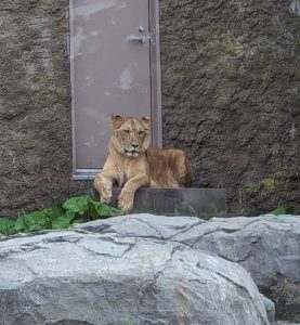 円山動物園　ライオン